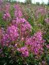 Common Fireweed